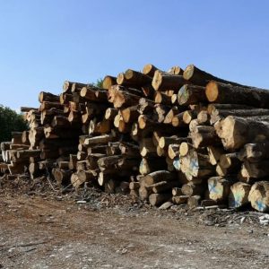 Camion de 20m3, Hêtre Chêne Charme en grume