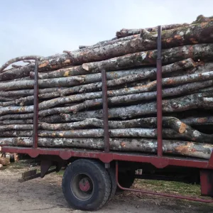 Grume de bois